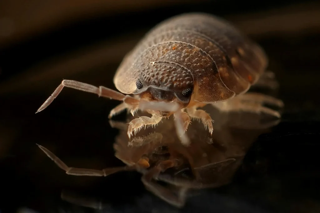 Bed-Bug-Treatment - Carmel Pest Control Pros | Carmel, NY